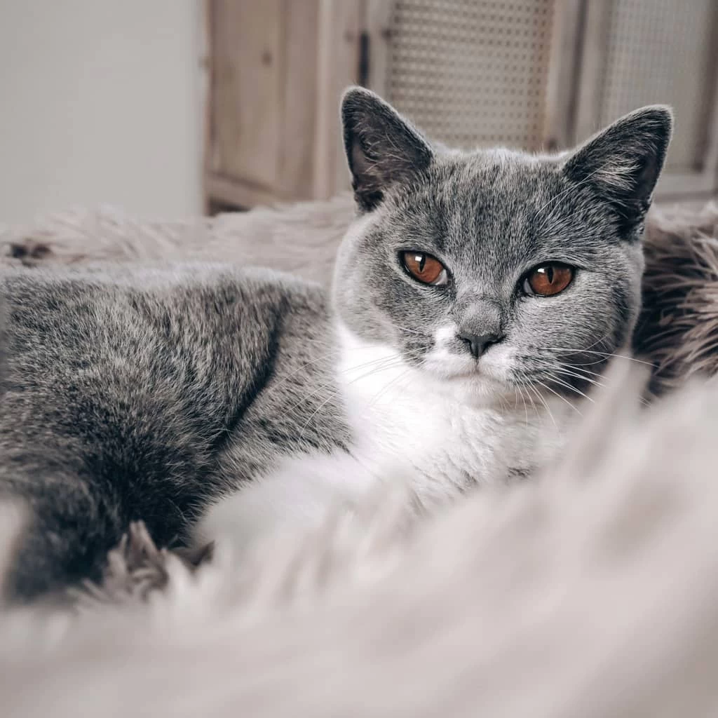 Coussin Anti-stress Rose Pour Chien – 45x45x15 Cm – Image 5