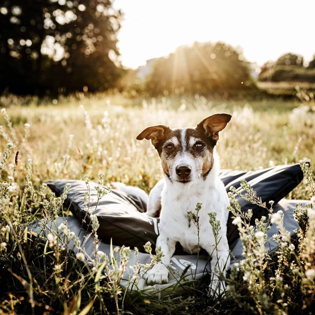 Tapis Gris Clair Déhoussable Et Imperméable Pour Chien – 47x63x6 Cm – Image 9