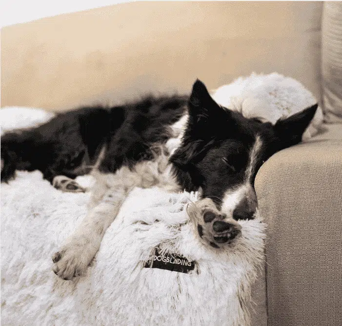 Coussin Canapé Pour Chien Anti Stress – Image 3