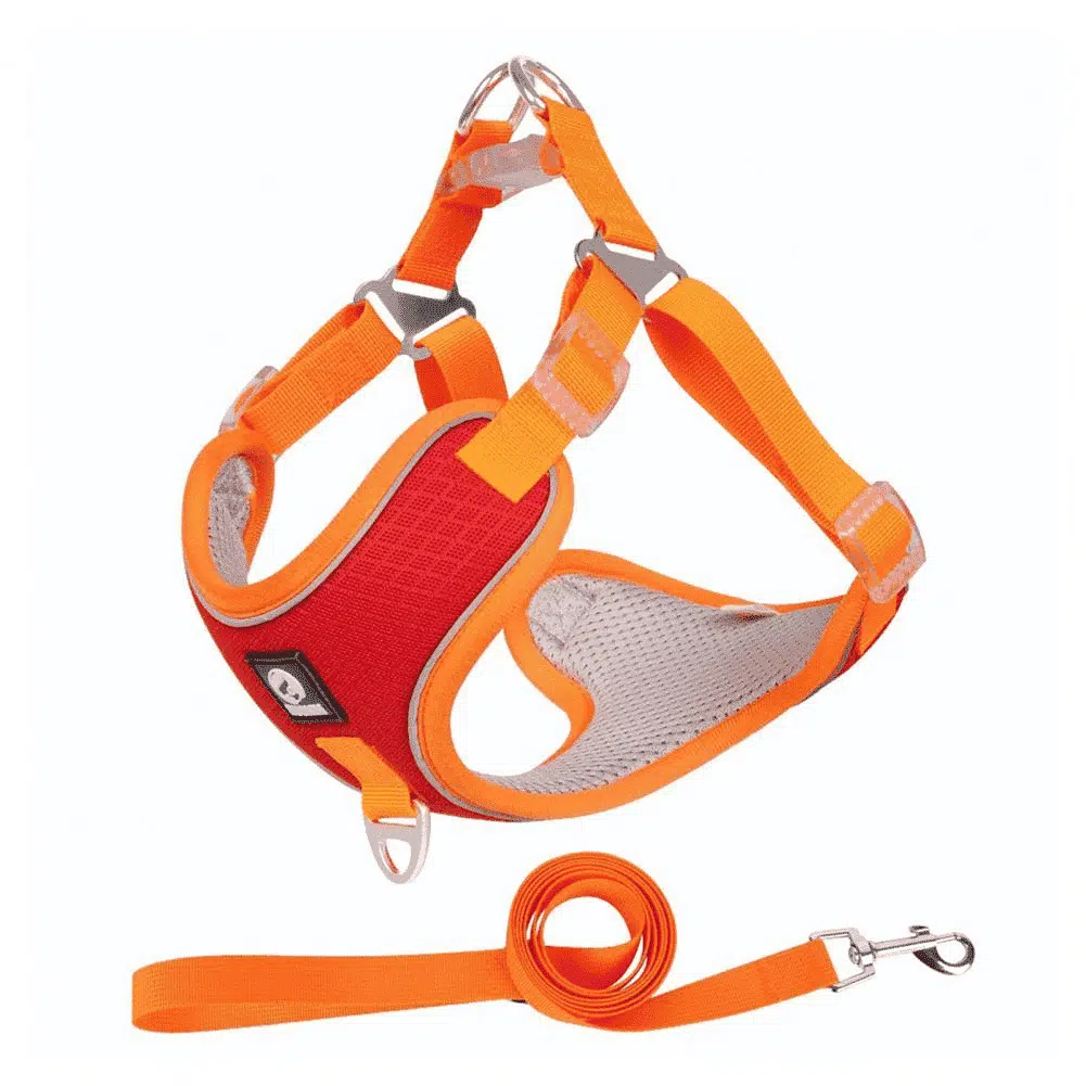 Harnais Pour Pinscher Et Sa Laisse – Image 2