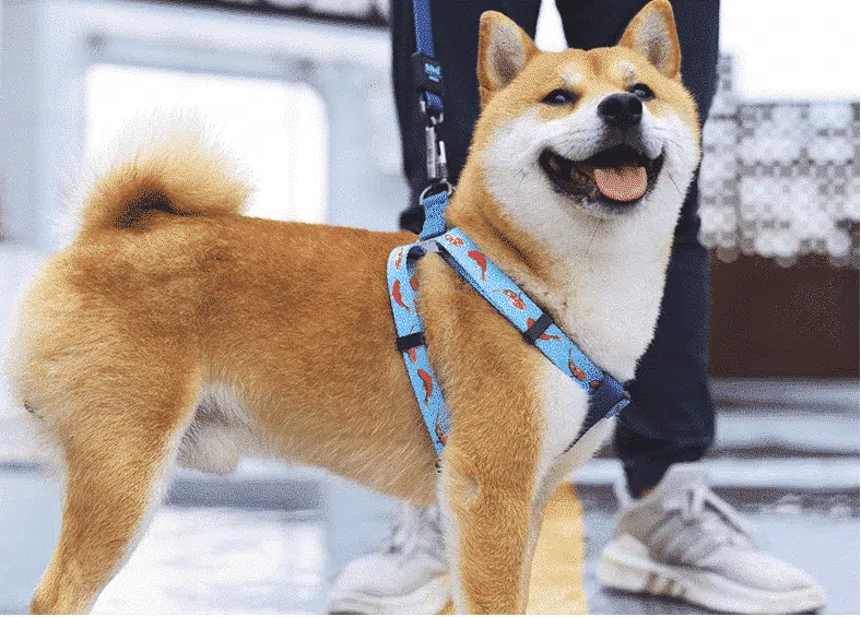 Harnais Pour Akita Inu Ergonomique – Image 2