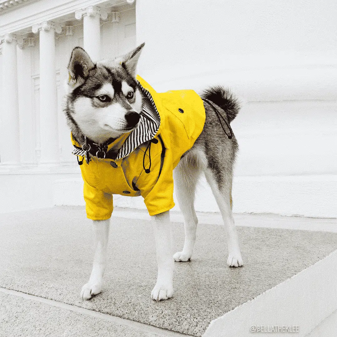 Manteau Pour Husky Imperméable