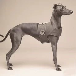 Manteau De Luxe Pour Whippet