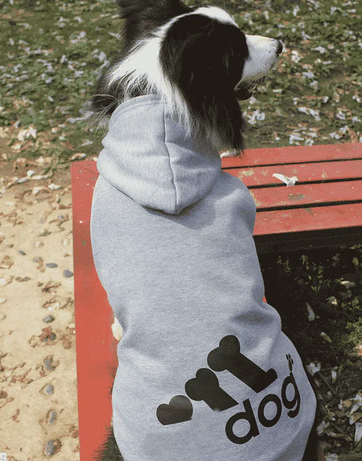 Pull Pour Chien Style Sportswear – Image 2
