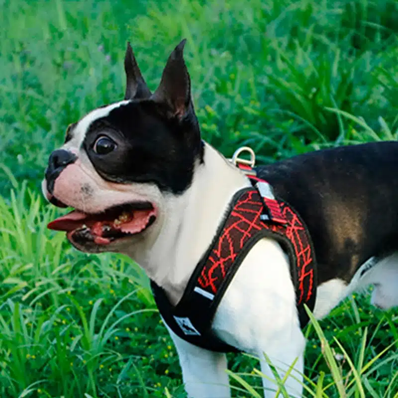 Harnais Bouledogue Français Nylon Rouge – POP – Image 2