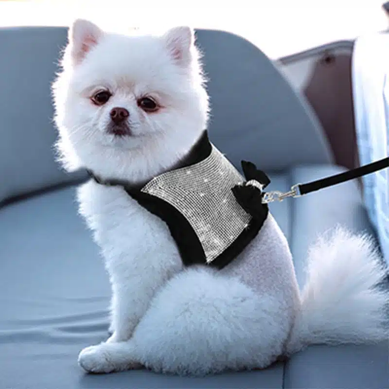Harnais Veste Pour Chihuahua à Strass Noir Et Sa Laisse Assortie – Image 2