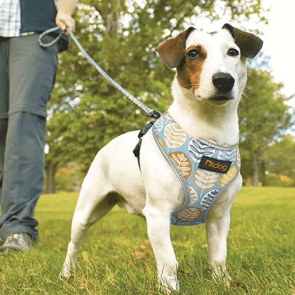 Harnais Pour Jack Russel Confortable – Image 2