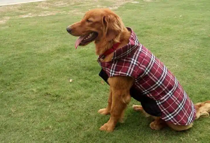 Manteau Reversible Pour Grand Chien – Image 2